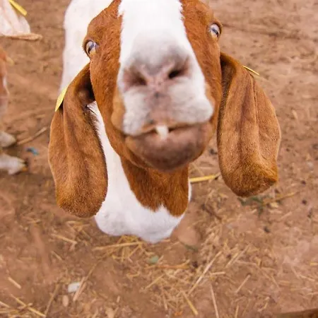 Quintinha Da Charneca 샬레