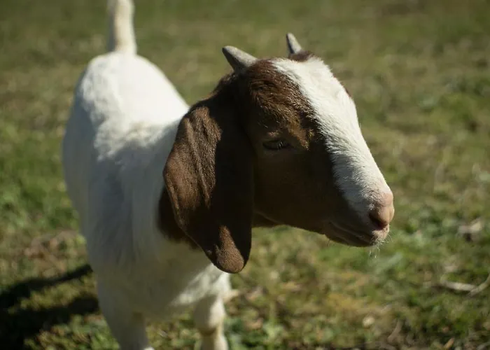 木屋 Quintinha Da Charneca