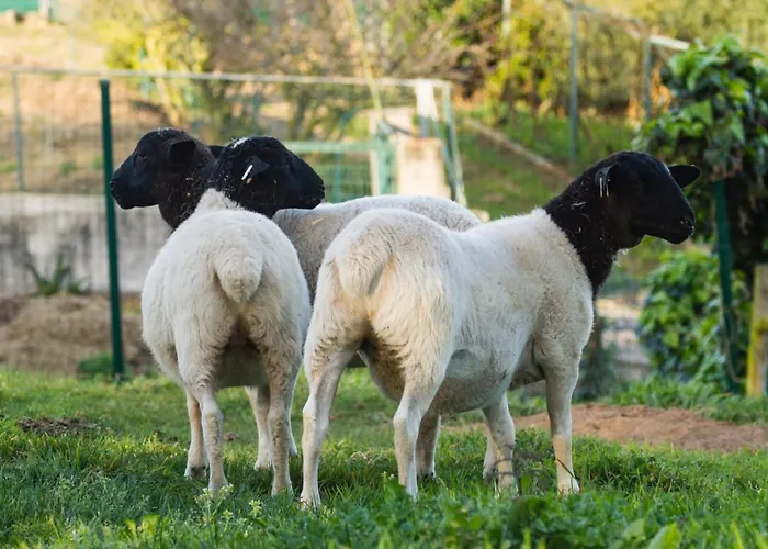 Quintinha Da Charneca 木屋