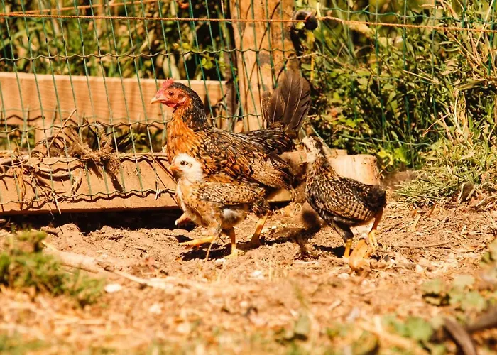 Quintinha Da Charneca 木屋 Alfeizerão